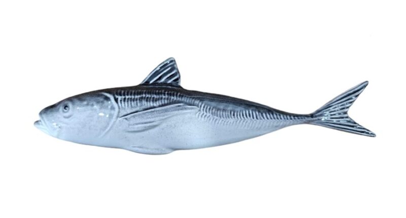 WhatsApp Image 2024-03-11 at 19.45.14 (4) El Jurel G1